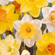 Daffodils, Mixed